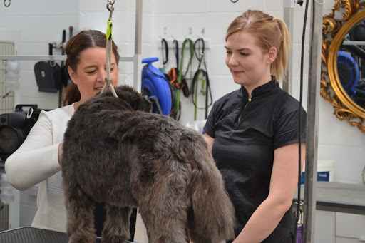 Riber Pets Etwall - (Heavenly Dog Grooming Spa and Grooming School Derby)