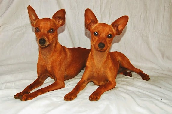 Criadero La Lupe de Pinscher Miniatura, Author: Criadero La Lupe de Pinscher Miniatura