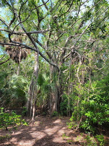 Munyon Island Mangrove Trail - Thumbnail