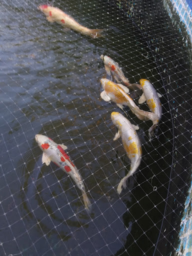 Florida Koi - Visual