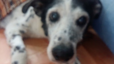 Photos of Corte Canino Veterinaria Pet