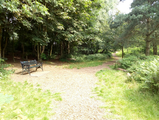 Wildlife Area At Hednesford Park - Thumbnail