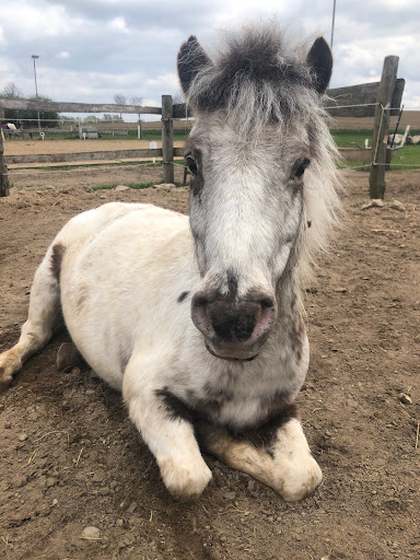 DIE PONY-FARM - M. Alsen - Thumbnail