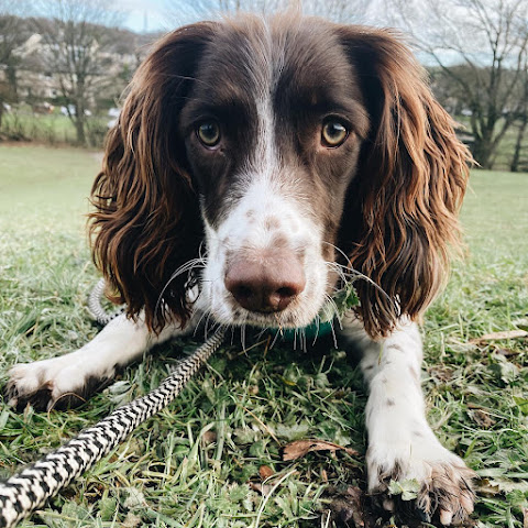 Juno & Co | Cumbria Dog Training & Behaviour by null