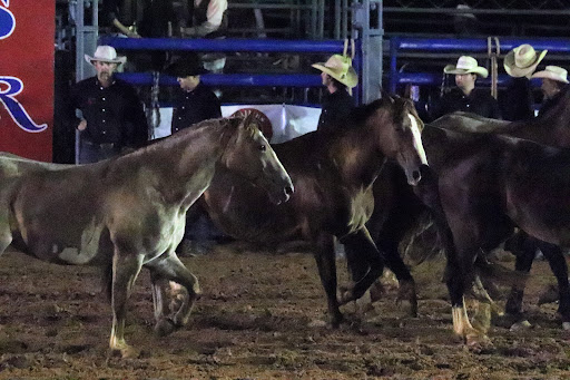 Carrollton Stampede Rodeo Gallery - United States