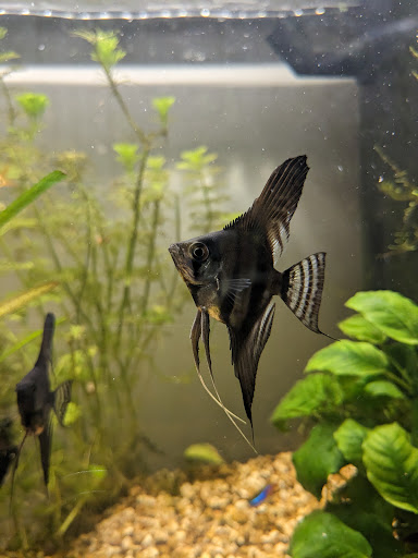 Newton Pet & Aquatics Ltd (At Fermoys) - Thumbnail