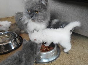 Veterinaria Chaquitos Wasi 0