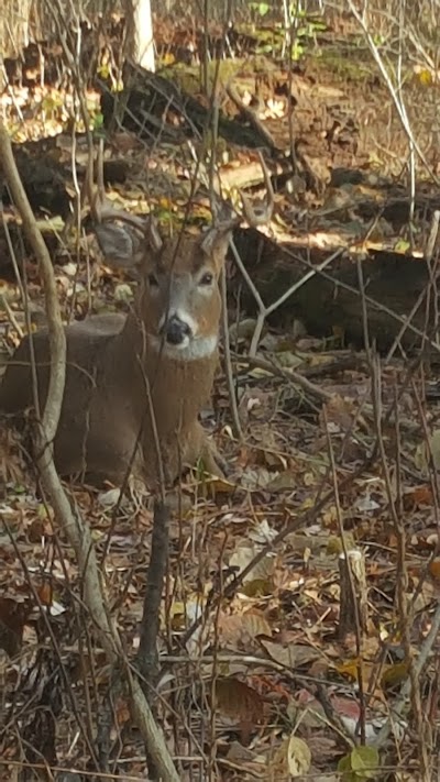 Salt Creek Woods Nature Preserve