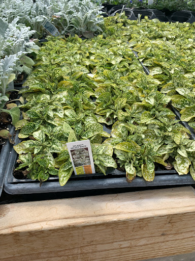 Southdale Garden Center - Thumbnail