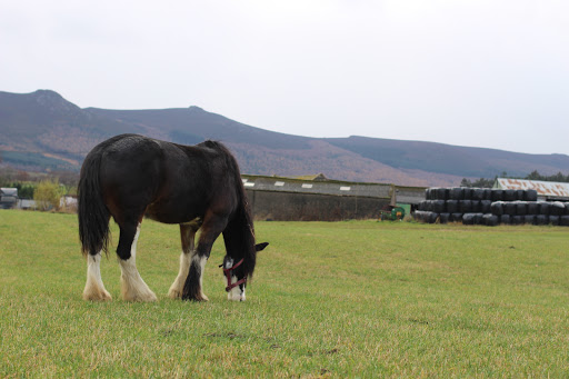 Strathorn Farm Stables - Thumbnail