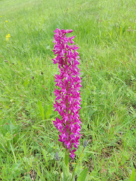 Photo n°5 de Ferme de la Cartara- Élevage d'alpagas à Colombier-le-Jeune (Chambre d'hôtes)