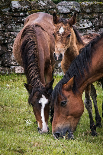 Centro de Acollida Equina de Sabucedo - Thumbnail