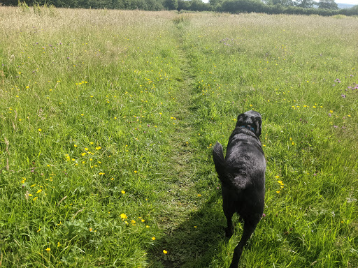 National Trust - Sutton Lane Meadows Gallery - United Kingdom
