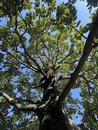 緑屋樹鹿 みどりやきろく