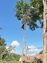 Photo n°6 de Gabard élagage à Clamart (Service d'entretien de pelouse)