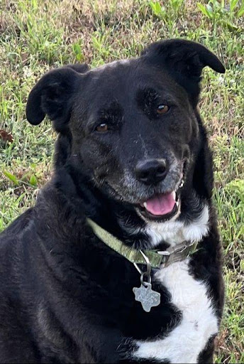 Cooper Animal Rehab & Wellness, LLC - Thumbnail