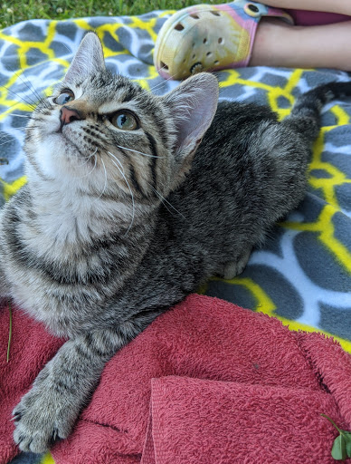 City of Marion Animal Shelter - Thumbnail