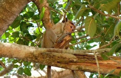 Photos of Udawalawe Elephants park, Srilanka