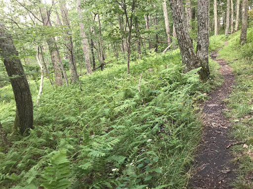 Lovingston Springs Trailhead - Thumbnail
