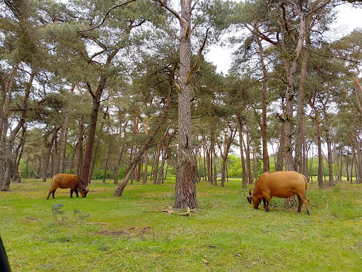 Hilvarenbeek, Safaripark - Thumbnail
