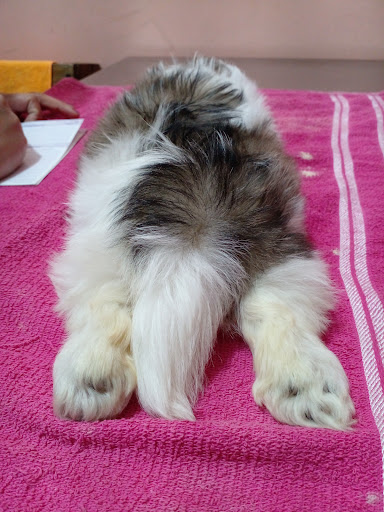 Veterinaria Mundo Animal - Thumbnail