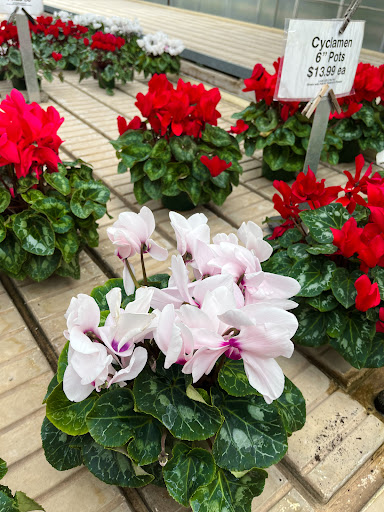 Frederick's Flowers & Gifts - Thumbnail