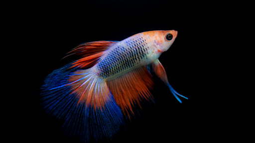 [上格自然空間設計（台北水族館/水族造景/生態造景/魚池清洗/魚缸清洗保養/植生牆/庭園景觀設計） 水族店的外部或內部照片]