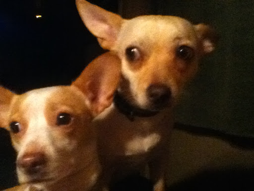 Art of the Pet, LLC. Gallery - United States