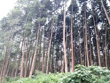 Forest Park Bansra, Muree, Pakistan murree