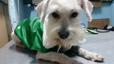 Photos of Cl&iacute;nica Veterinaria Paws