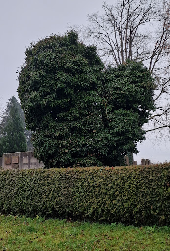 Jüdischer Friedhof Konstanz - Thumbnail