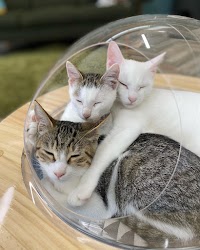 保護猫ｶﾌｪ PURR