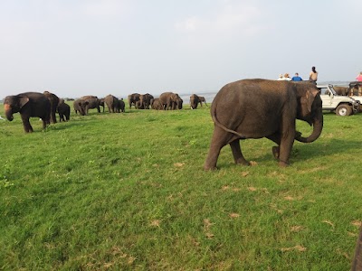Photos of Minneriya Elephants Jeep Safari Park Sri Lanka