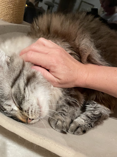 Numéro de téléphone de Garde Animaux Caen-Pension pour chats