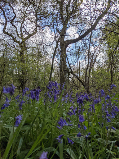 Archers Wood Nature Reserve - Thumbnail
