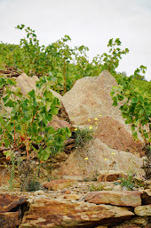 Photo n°25 de Cave Roméo et Juliette à Vendays-Montalivet (Restaurant)