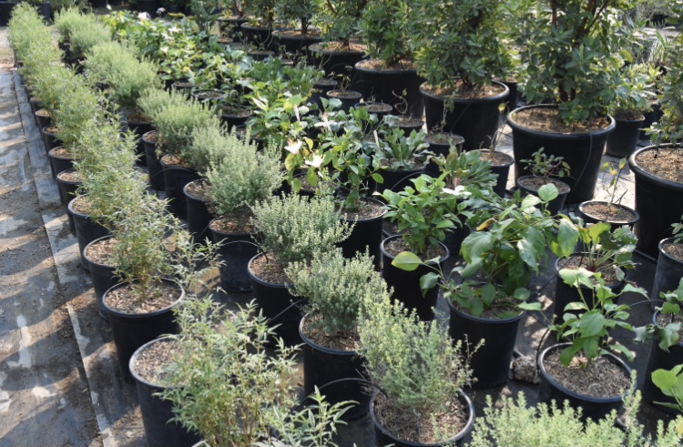 Alvarez Nursery