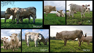 Photo n°5 de GAEC BEAUVIS à Brains (Éleveur)