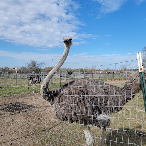 Happy Acres Ostrich Ranch - Thumbnail