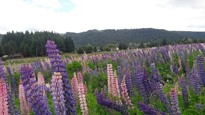 Photos of Pulmawe