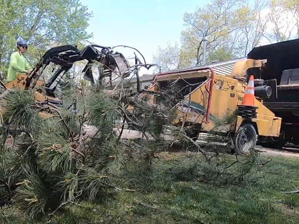 tree cutting service in CentrevilleVA