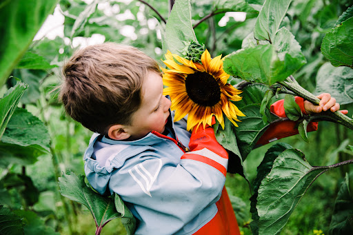 Pembrokeshire Sunflowers Gallery - United Kingdom