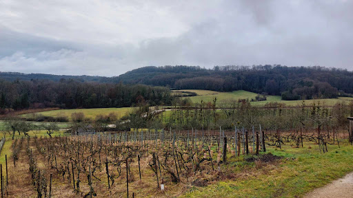 La vigne de Marcel