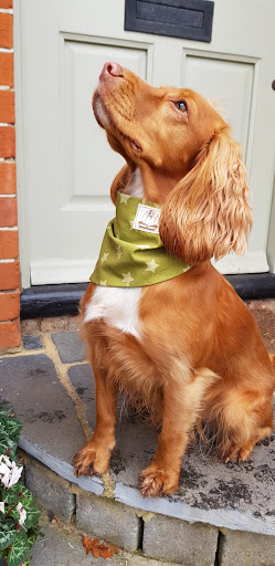 Doggy Smiles - United Kingdom