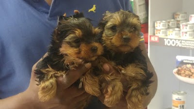 Photos of Irmadu Yorkies and Biewers