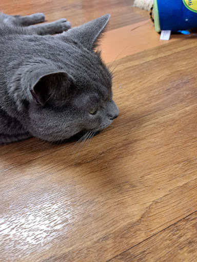 Nose 2 Tail Cat Rescue