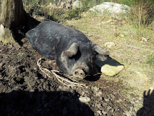 Photo n°1 de la ferme des 3 petits cochons à La Chapelle-Taillefert (Ferme)