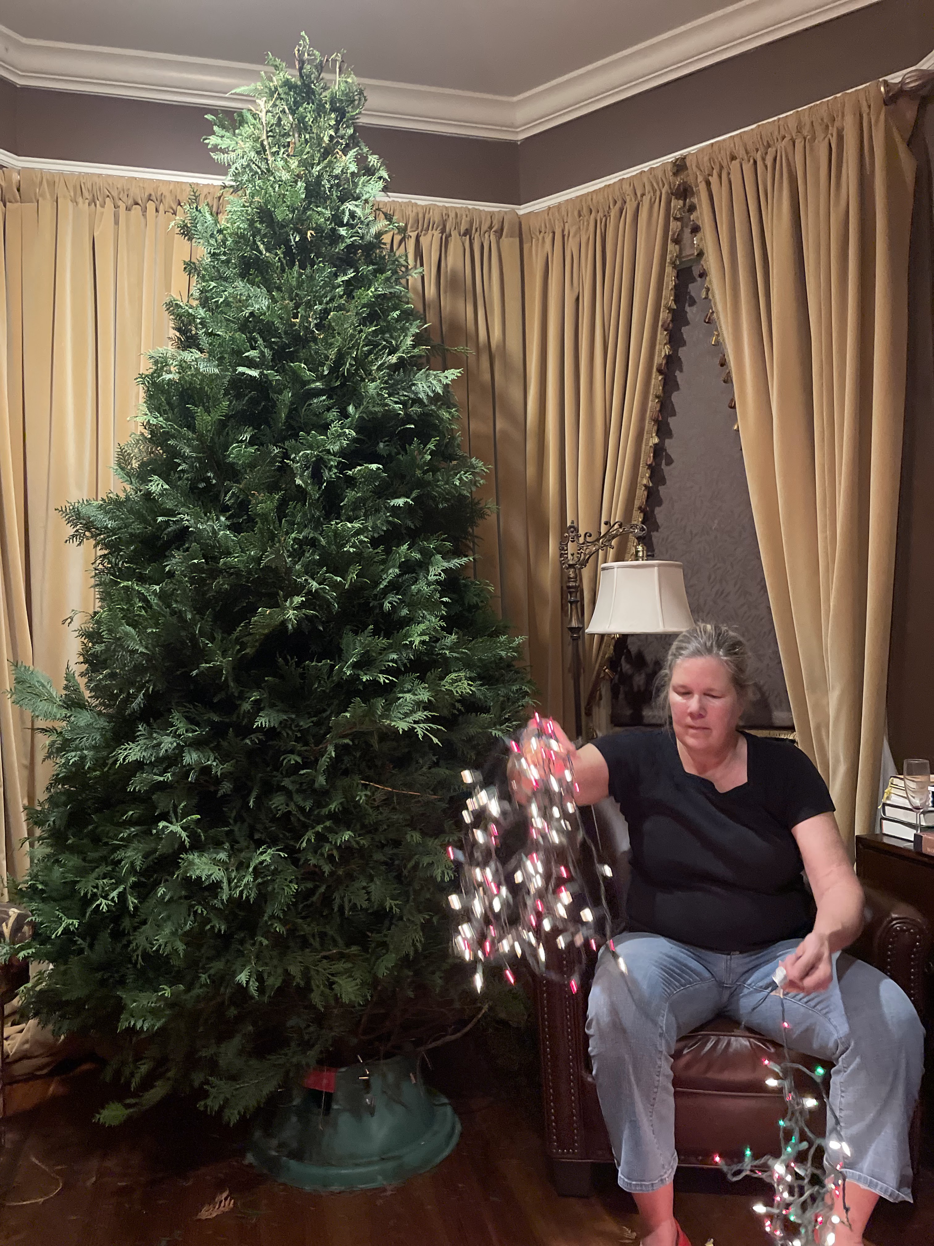 Toms Trees
