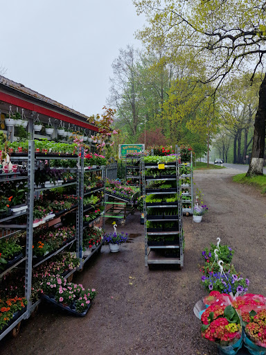Blumen Uwe Schicht