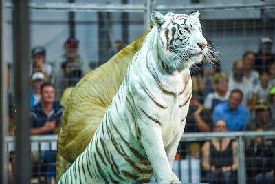 Photos of Big Cat Habitat & Gulf Coast Sanctuary